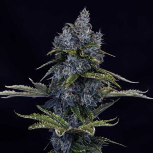 Forgotten Cookies Auto