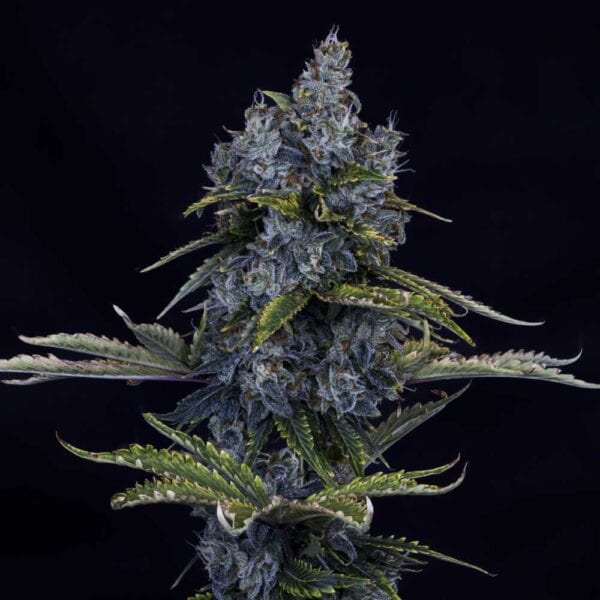 Forgotten Cookies Auto