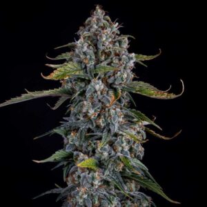 Forum Stomper Auto