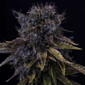 Ghost Toof Auto