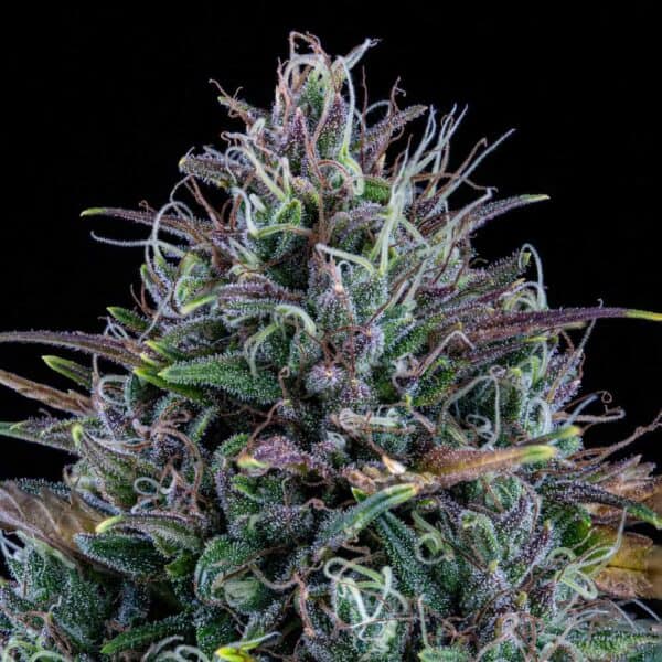 Livers Bx1 Auto
