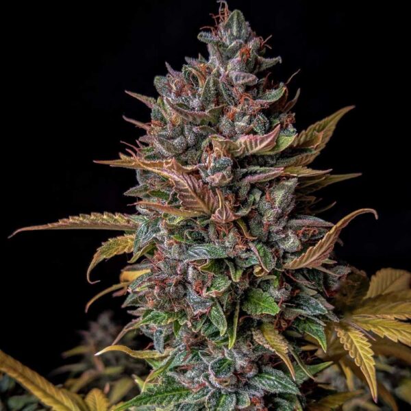 Orange Biscuits Auto