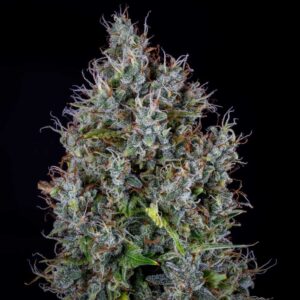 Pink Panama Auto