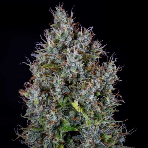 Pink Panama Auto