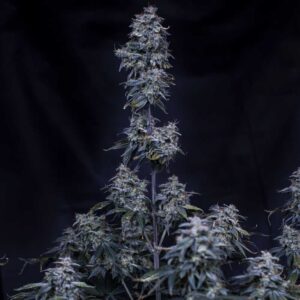 Pinot Noir Auto