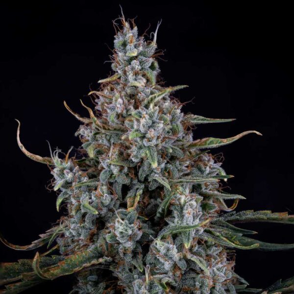 Skystomper 2.0 Auto
