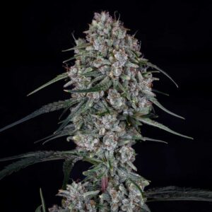 Skywalker Auto
