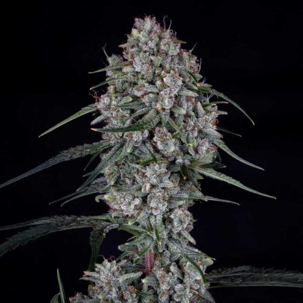 Skywalker Auto