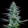 Strawberry Nuggets Auto