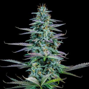 Strawberry Nuggets Auto