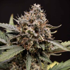 Sweet 'N' Sour Auto