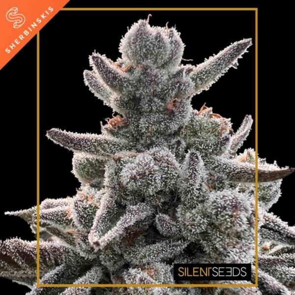 Polar Gelato by Sherbinskis