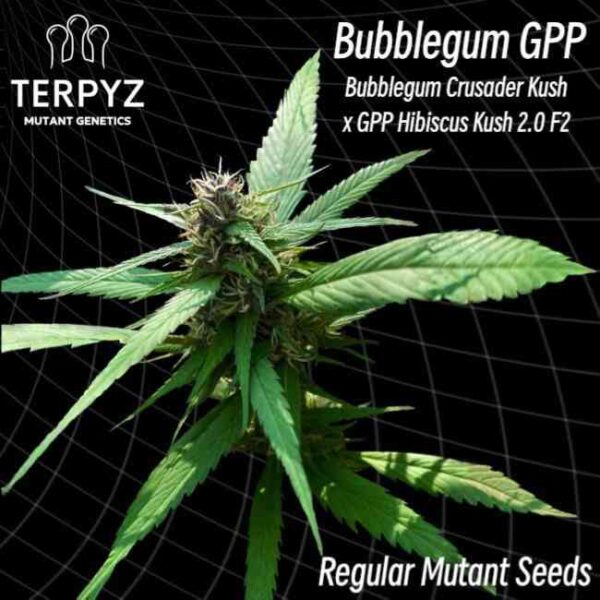 Bubblegum GPP Regular