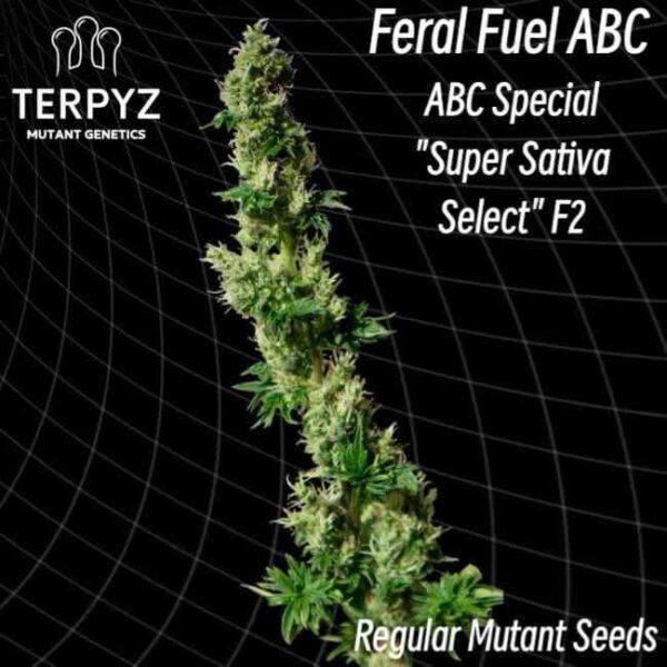 Feral Fuel ABC Regular
