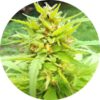 Golden Cannary