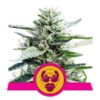Granddaddy Purple