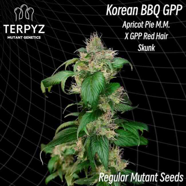 Korean BBQ GPP Regular