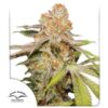 MAC #1 Auto