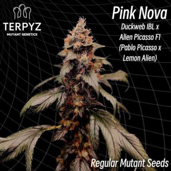 Pink Nova Regular