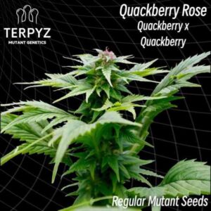 Quackberry Rose Regular