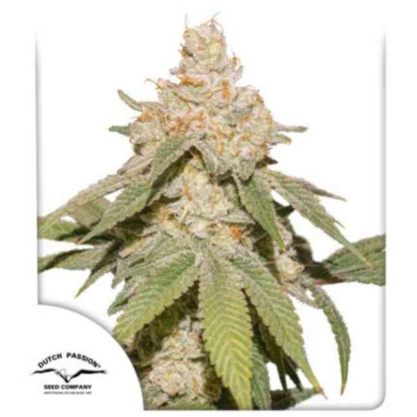 SFV OG Auto