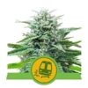 Trainwreck Auto