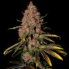 Tropicanna Cookies Purple