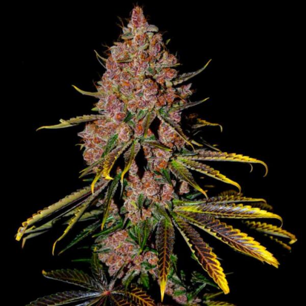 Tropicanna Cookies Purple