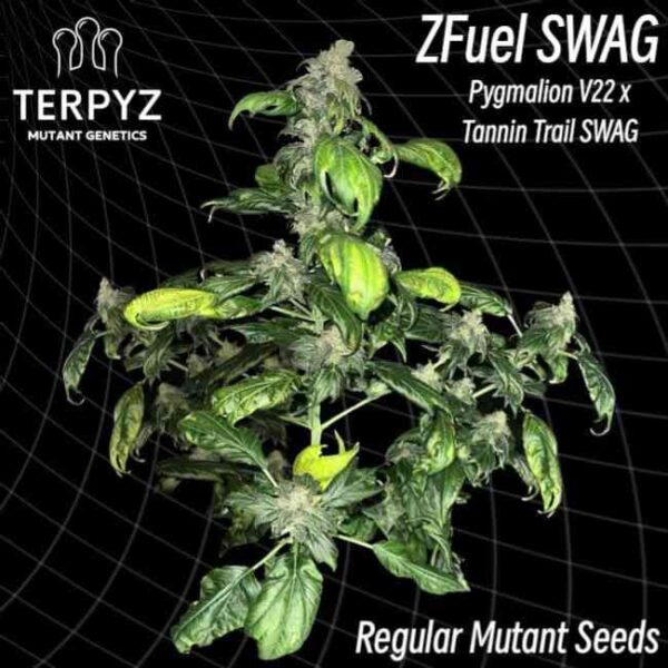 Zfuel Swag Regular