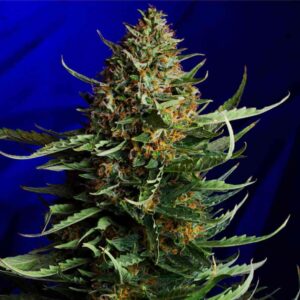 Auto Amnesia XXL – automatyczne nasiona marihuany dające duże plony