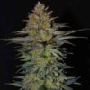 ghost train haze