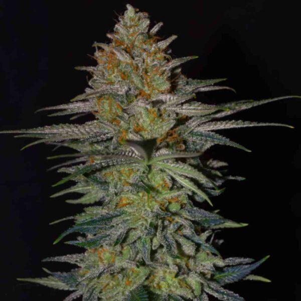 ghost train haze