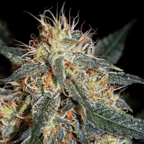 Auto Apple Fritter