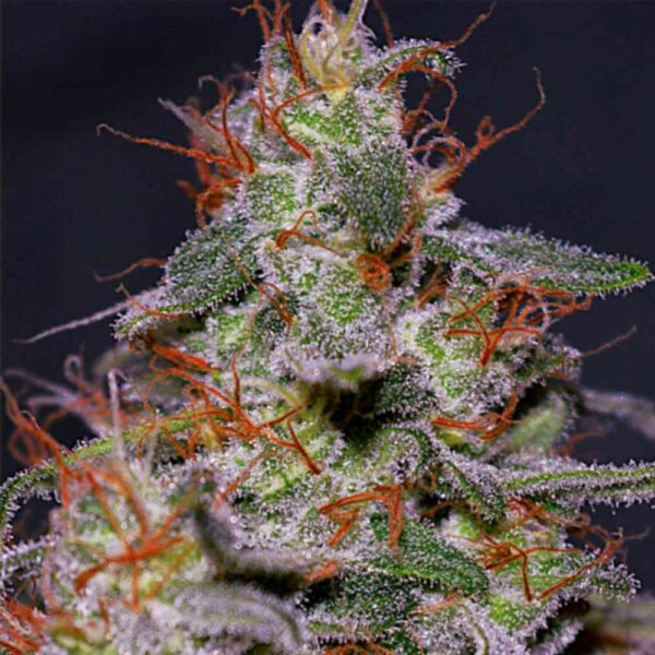 Auto Tropicanna Purple Skunk