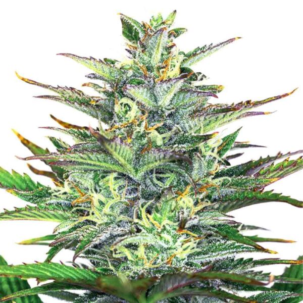 Auto Mimosa x Wedding Cake