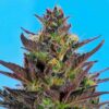Auto Sour Dog