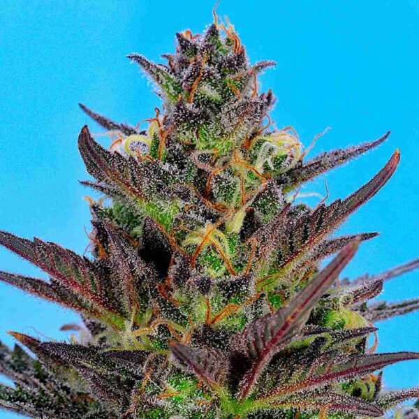 Auto Sour Dog