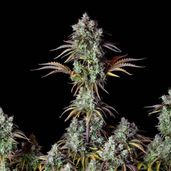 Big Bud Auto - nasiona konopi