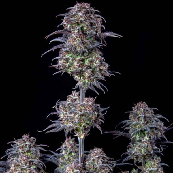 Blueberry Auto
