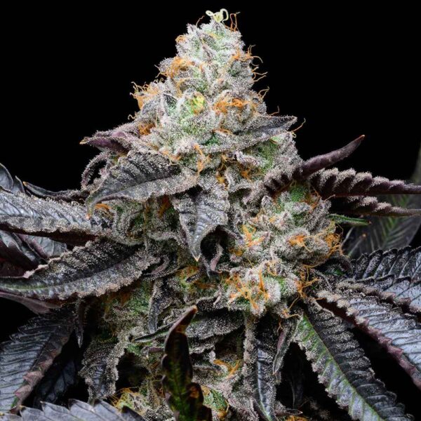 Blueberry Bubble Gum - nasiona marihuany