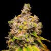 Lemon Cherry Sherb - nasiona marihuany