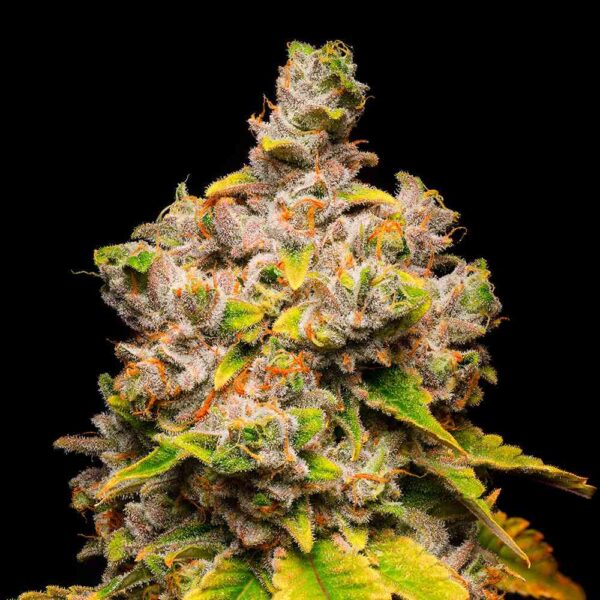 Lemon Cherry Sherb - nasiona marihuany