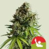 NYC Sour D Auto