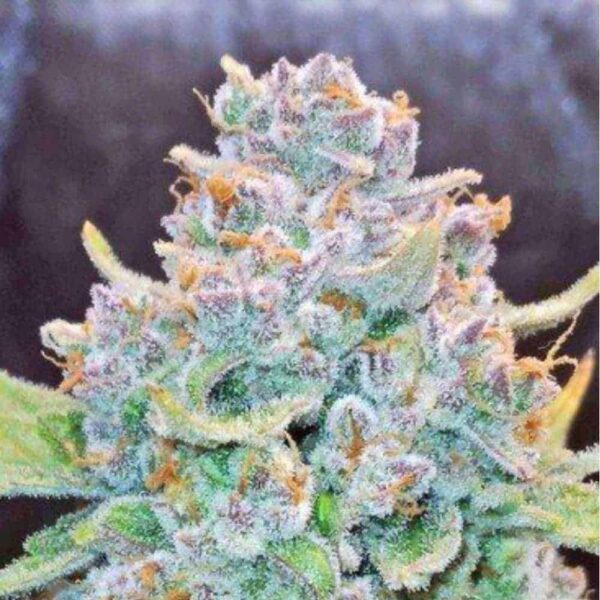 Papaya Cookies Auto