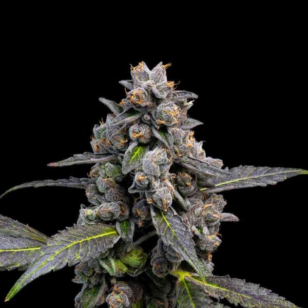 Pink Passion Fruit