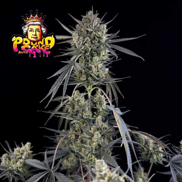Pound Cake Auto
