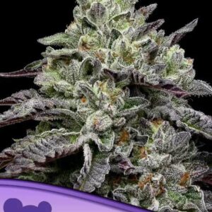 Smashberry Fumez