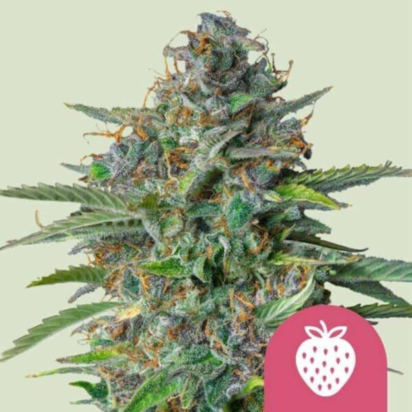 Strawberry Cough - nasiona konopi