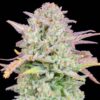 Trainwreck Auto