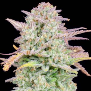 Trainwreck Auto